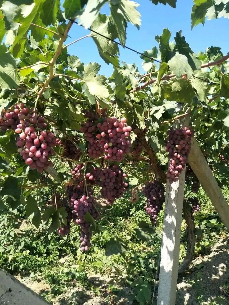 新疆呼图壁600亩五年生葡萄园转租