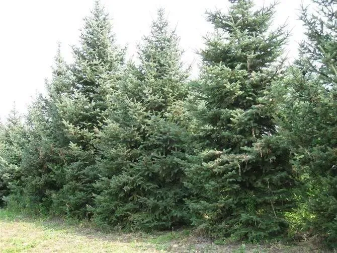 因举家南迁忍痛低价转让林地