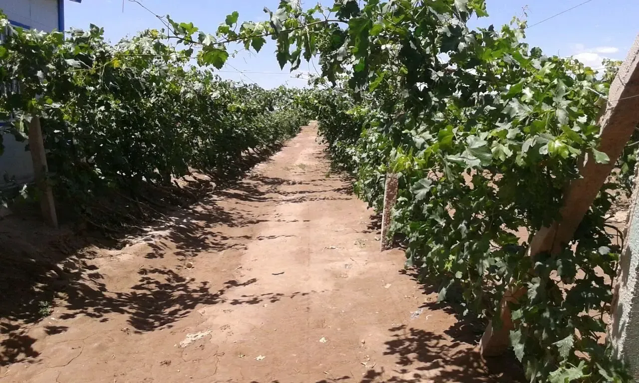 140亩葡萄园转包 树苗八年产量高耐储存含糖量高 设施一应俱全