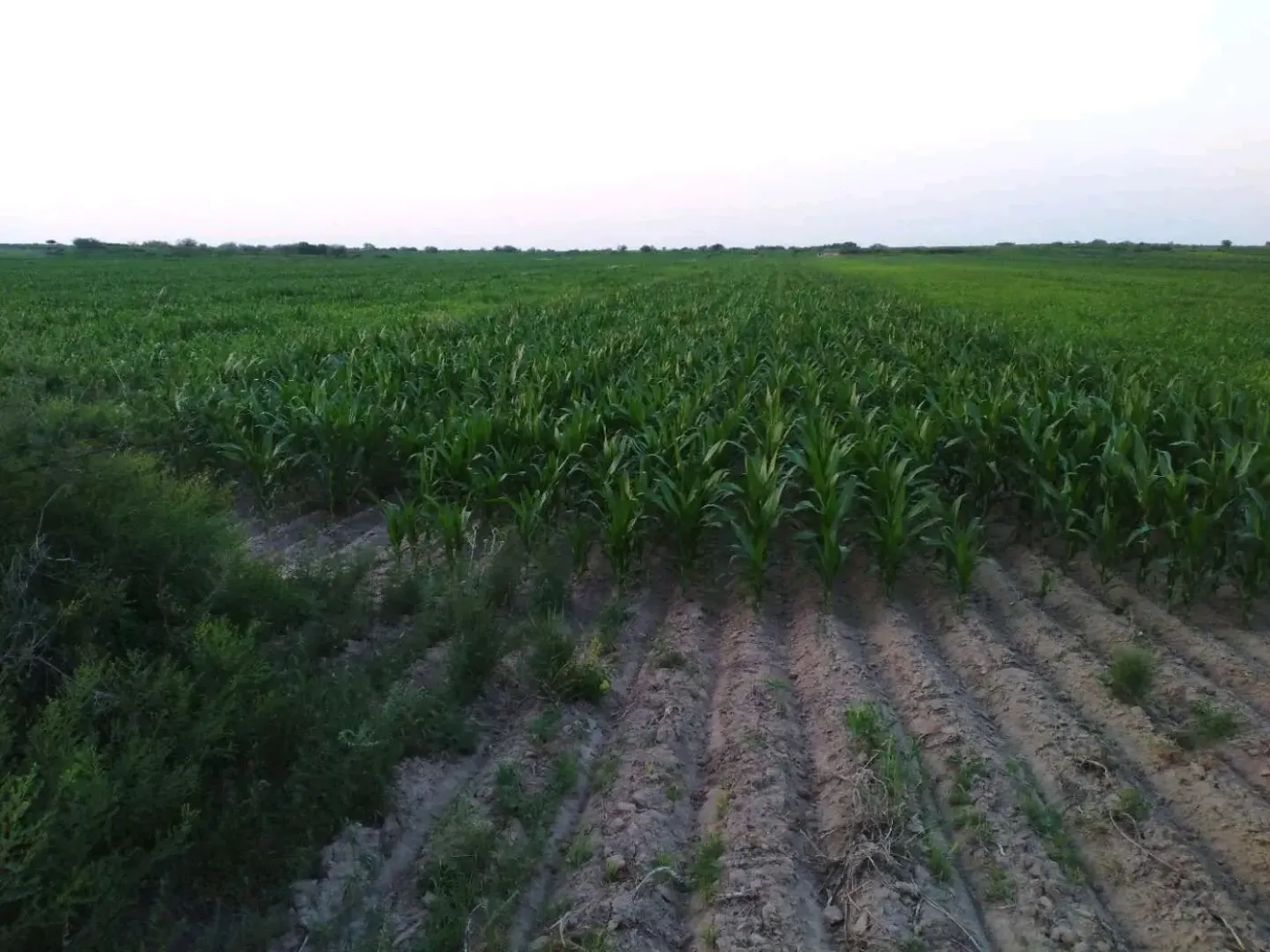 农用土地转让，主要是嘎查村民百姓自家的土地，近两年往外承包，主要有的家里老人多，所以往外承包，现种植玉米，绿豆等等农作物，可以种植青储等，这里有大量的土地，可以合作养殖，承包等等，可以满足您各种各样