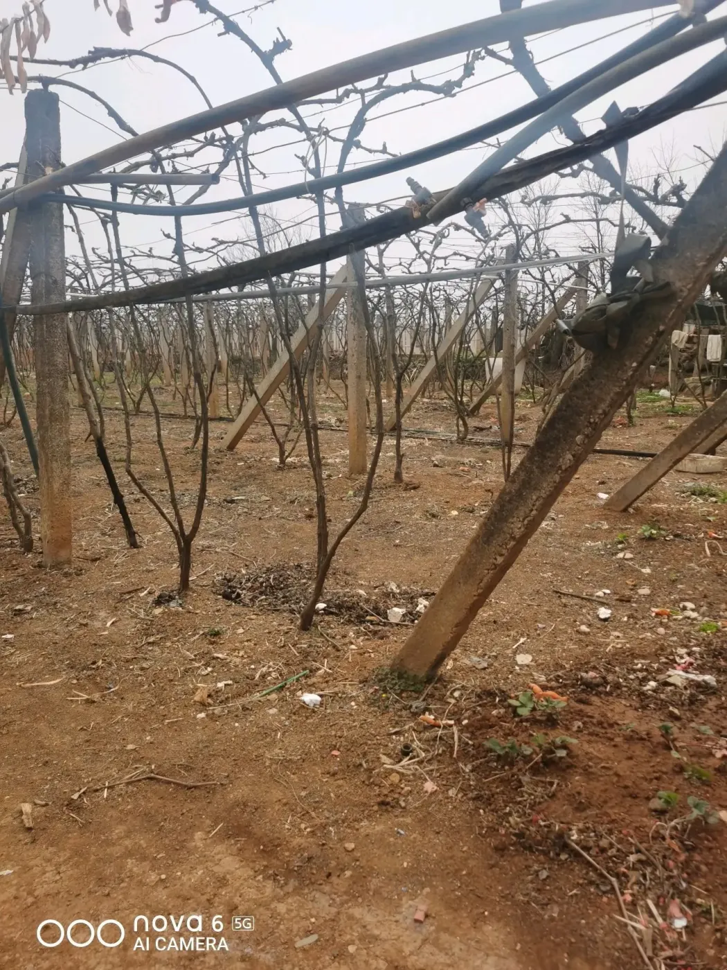 急需要用钱，所以转让土地。