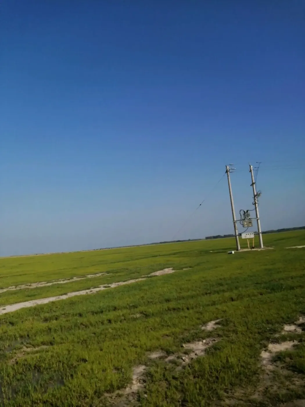 盐碱地开发，粗平，大概300亩！
