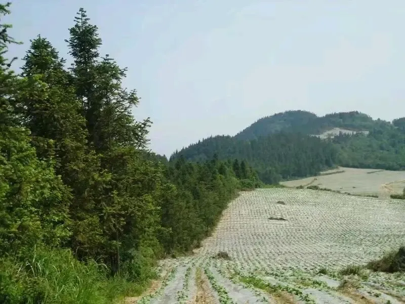 1500亩超大林地转让