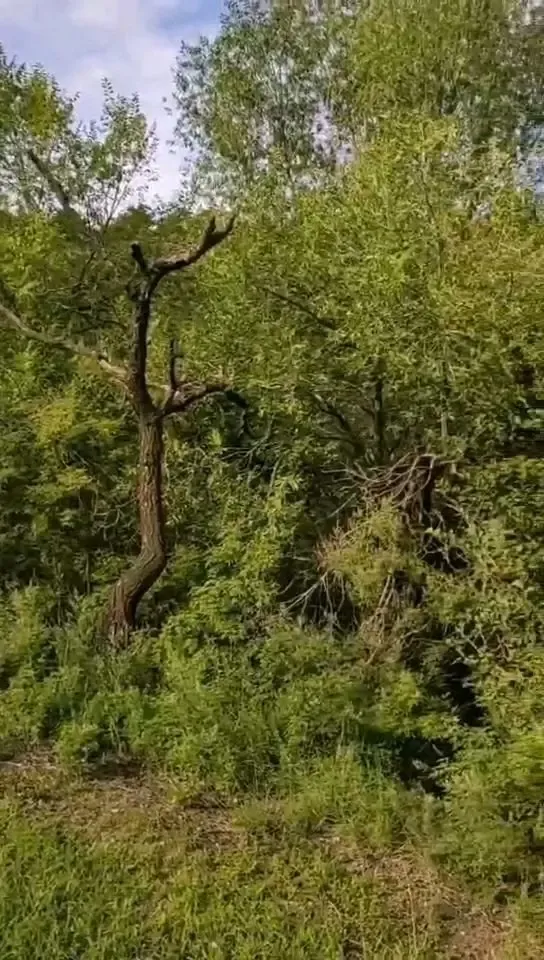 转让此山整体，需要联系我！