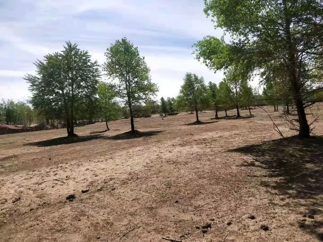 土地转让转租地势平整 交通方便 5分钟上高速  水电可接通 水井20-30有水  周边养殖业屠宰场工业园加工 免费放牧场地千亩 升值空间  价格可谈