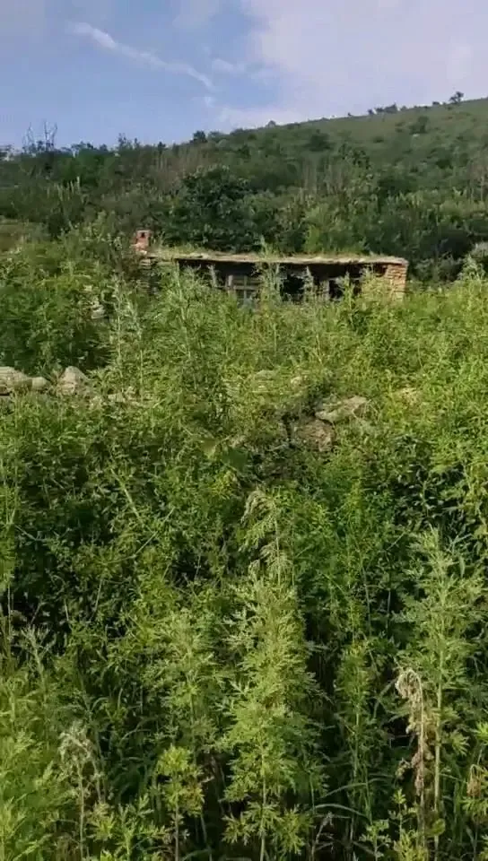 原来是入山户的果园，还有老房子在，南山坡有黑油松几千棵，还有桃树、杏树、梨树、枣树等！