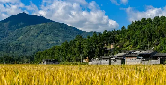 雅居乐原乡丨山谷里的稻,也是生活之道