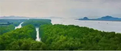 藏不住了！中山万亩红树林湿地聚集区，竟有这样一座美居大城！