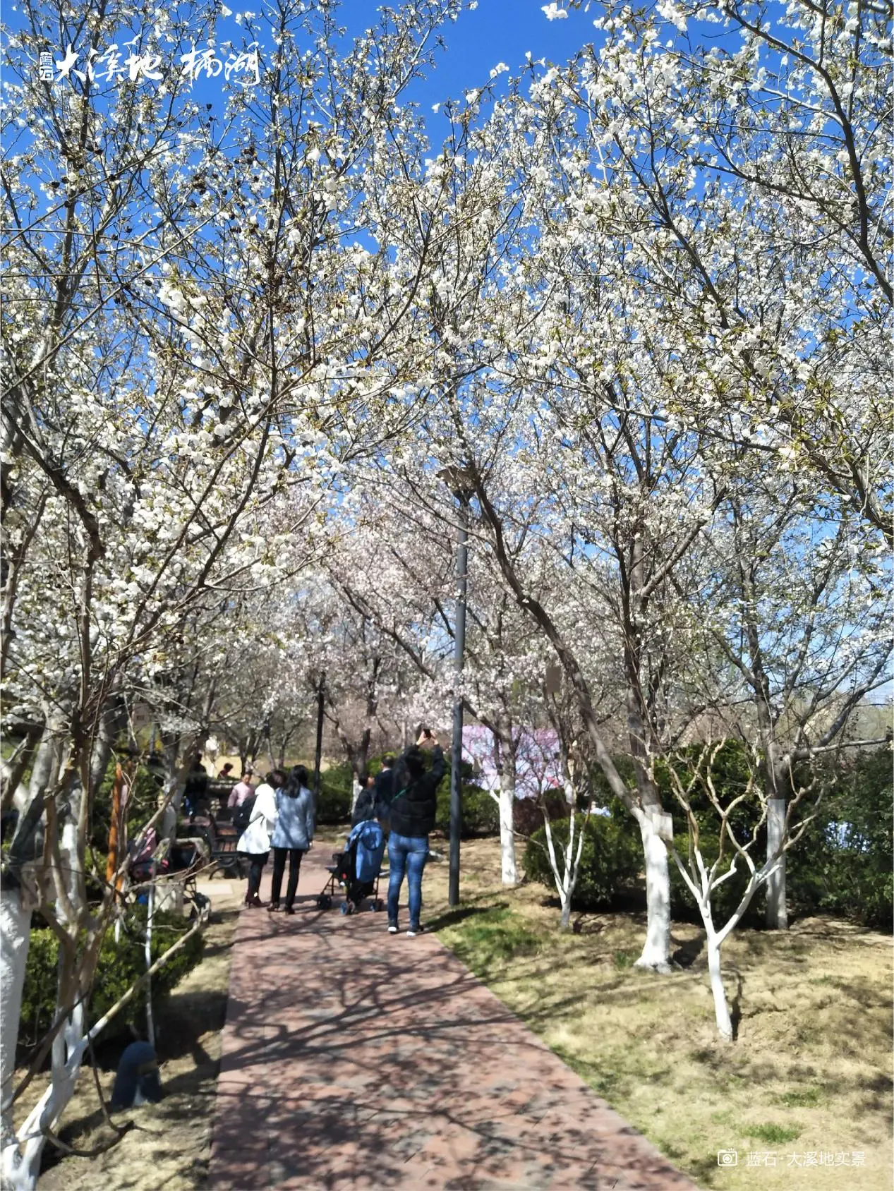 蓝石大溪地第四届泉城樱花节,不负久候,盛世启幕!