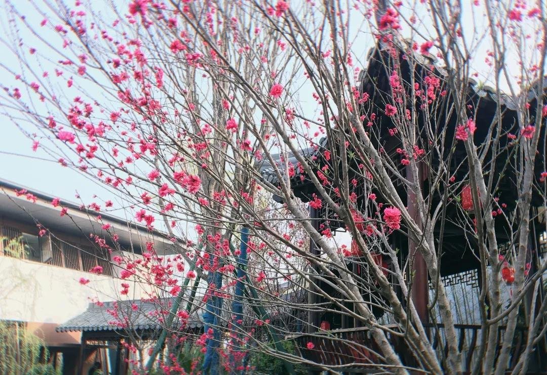 景业高黎贡小镇|沐春风十里，赏一树粉樱