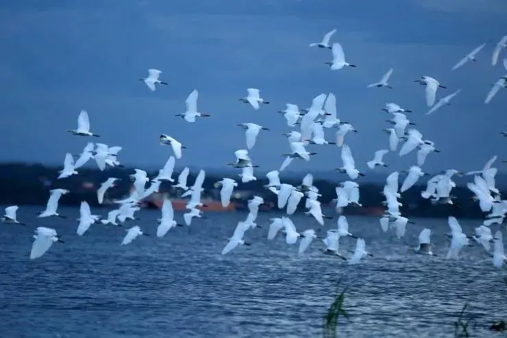 白鹭岛观鸟季——当春天的大海邂逅鸟语花香