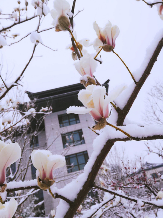 涞源四月竟飘雪 惊艳了春日时光
