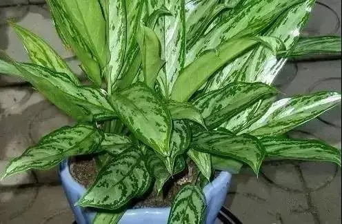 银皇后