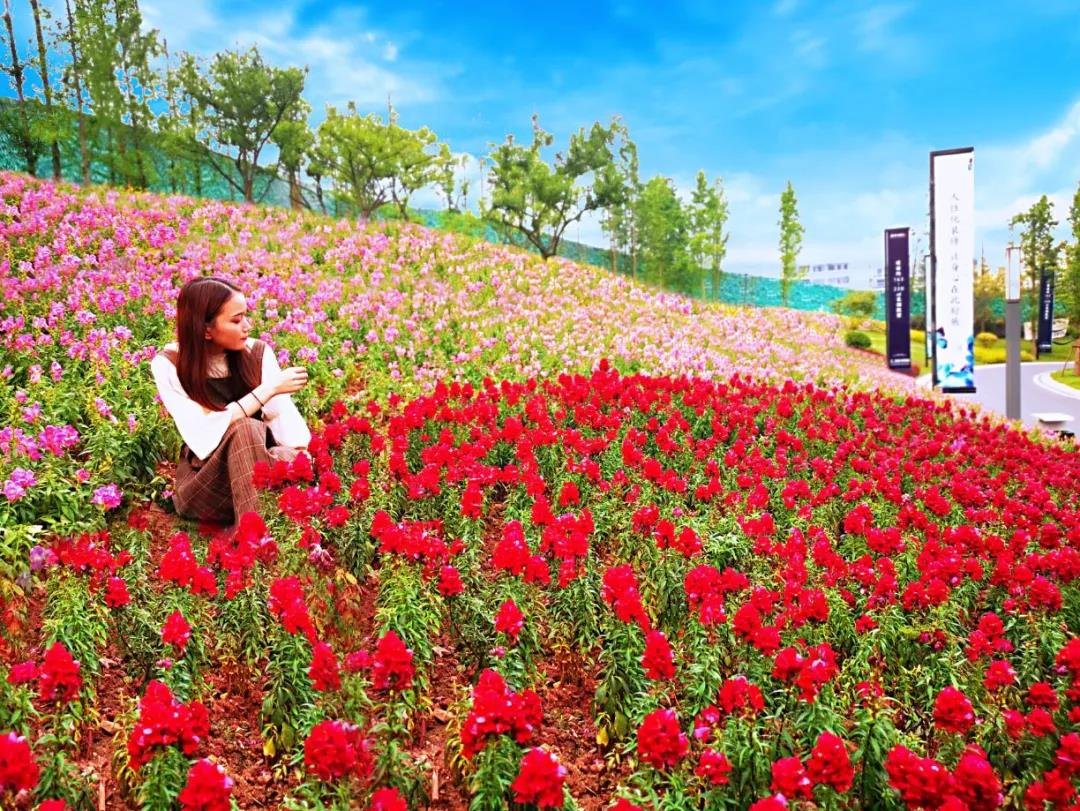 泸州湖畔花卉节，一波网红实拍图上线啦！