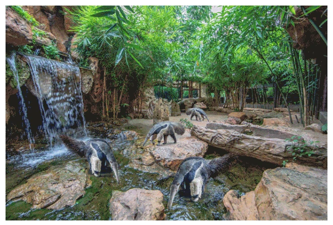 不一样的萌兽世界 长岛野生动物园 12月即将盛大开园 整个泸州的童话