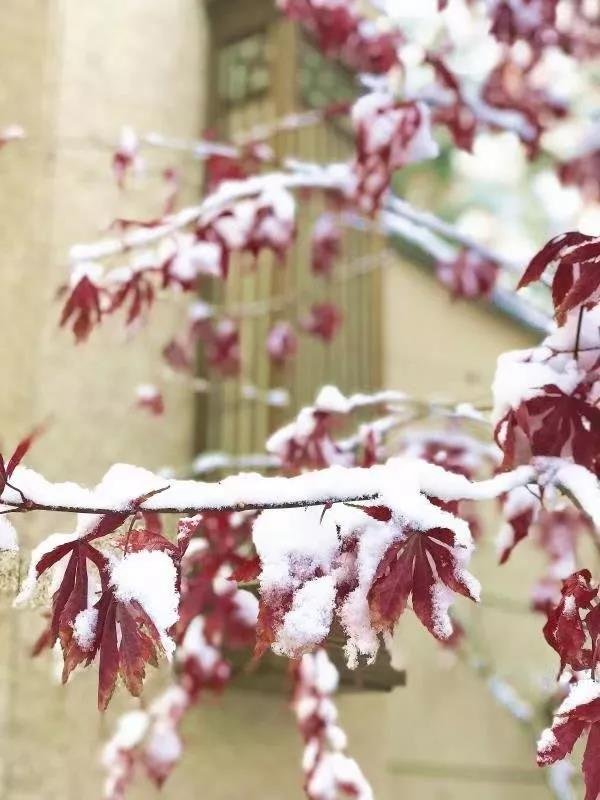 雪中的院子，雪落成诗！