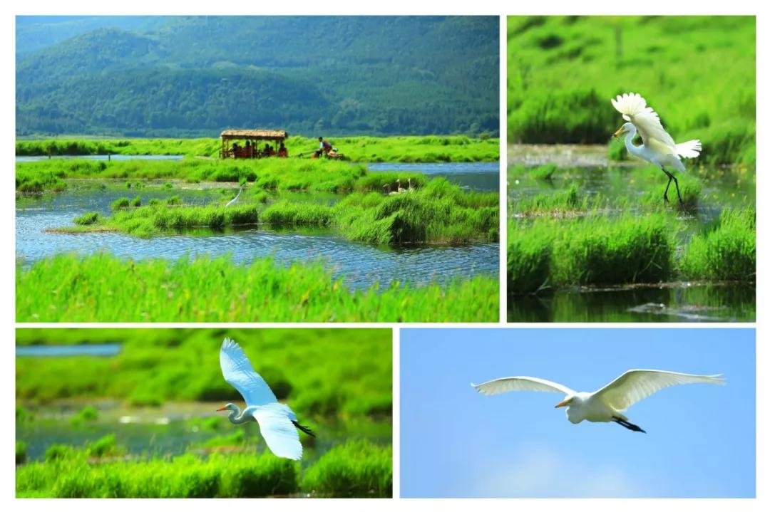 候鸟迁徙目的地，云南观鸟天堂—腾冲北海湿地
