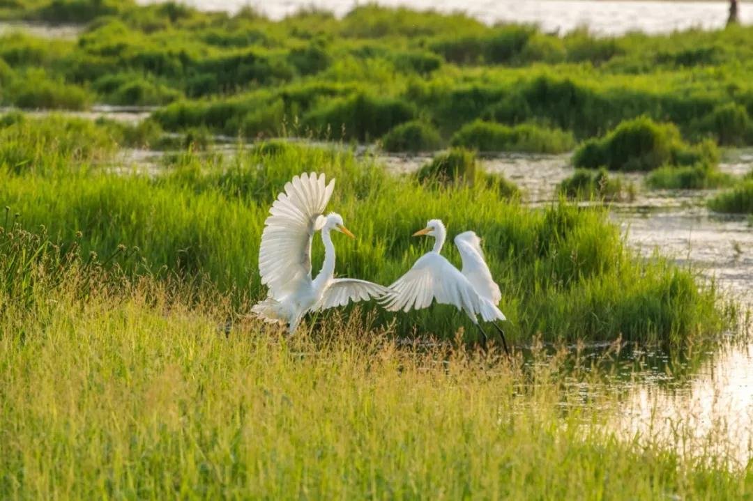 候鸟迁徙目的地，云南观鸟天堂—腾冲北海湿地