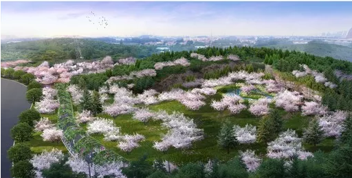 美爆了！徐州市区将建樱花谷！淮海经济区，效果图惊艳~