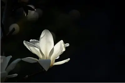【应时·应景】大理的春天·花开万物生