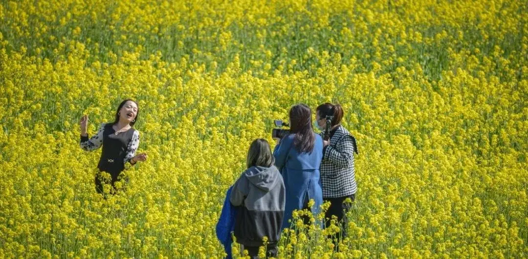 阳光春天 | 阳春三月油菜花开,春游踏青正当时