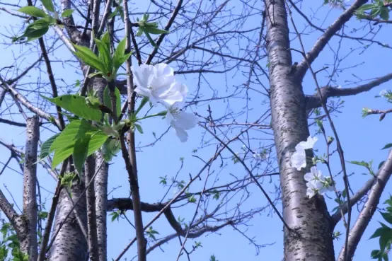 久违的春日阳光，久违的西流沱