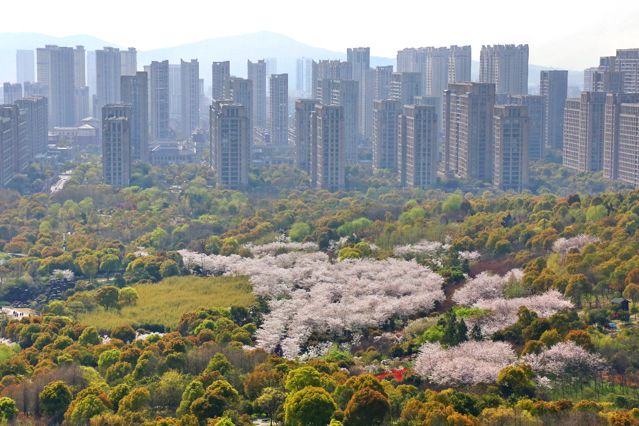 中锐·星公元|举步金匮公园樱花季，拥享城市绿肺！