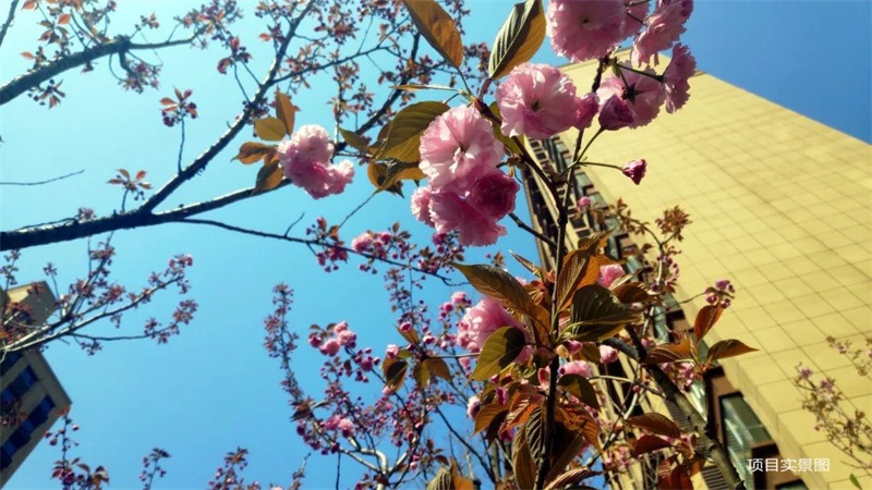 天华公馆|樱花开了！中华路这个地方美成了仙境