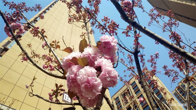 天华公馆|樱花开了！中华路这个地方美成了仙境