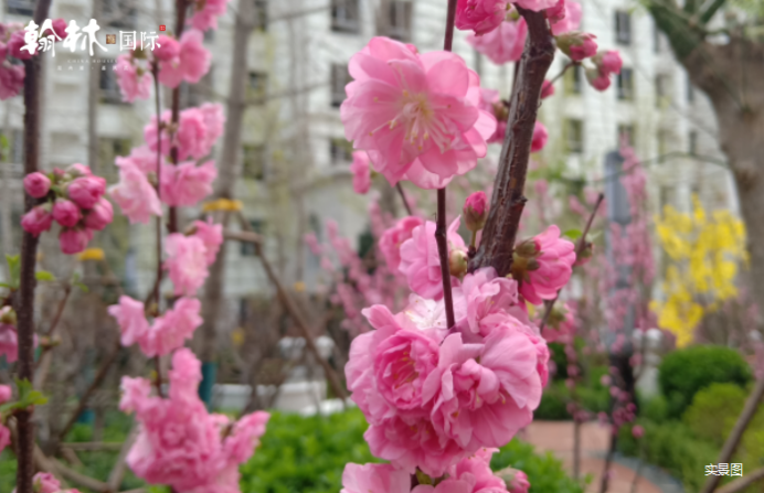 翰林国际｜30余种珍贵花木，演绎法式优雅园境