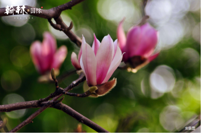 翰林国际｜30余种珍贵花木，演绎法式优雅园境