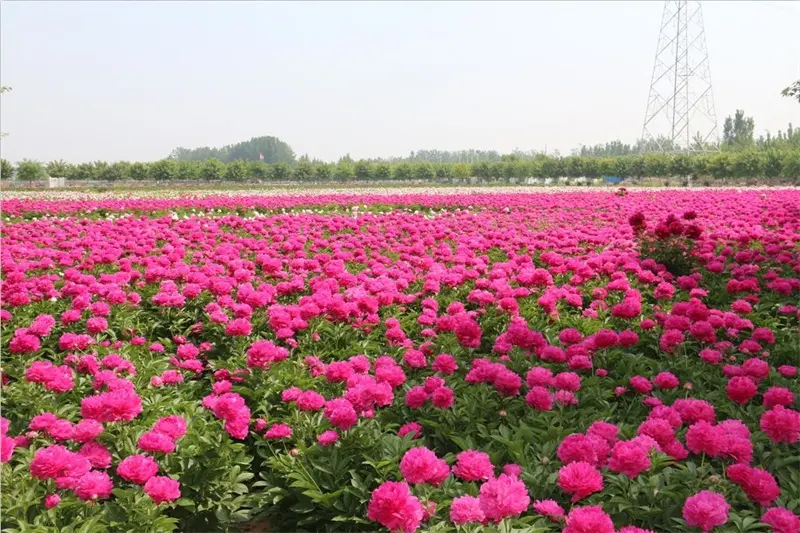 菏泽万达广场|新晋网红打卡地 千亩芍药花海门票免费送