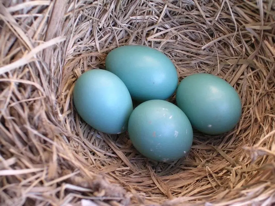 底色采用tiffany 蓝,也称为知更鸟蛋蓝(robin egg blue).