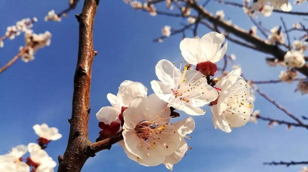 春暖花开 | 你有多久没闻到自然的味道了？