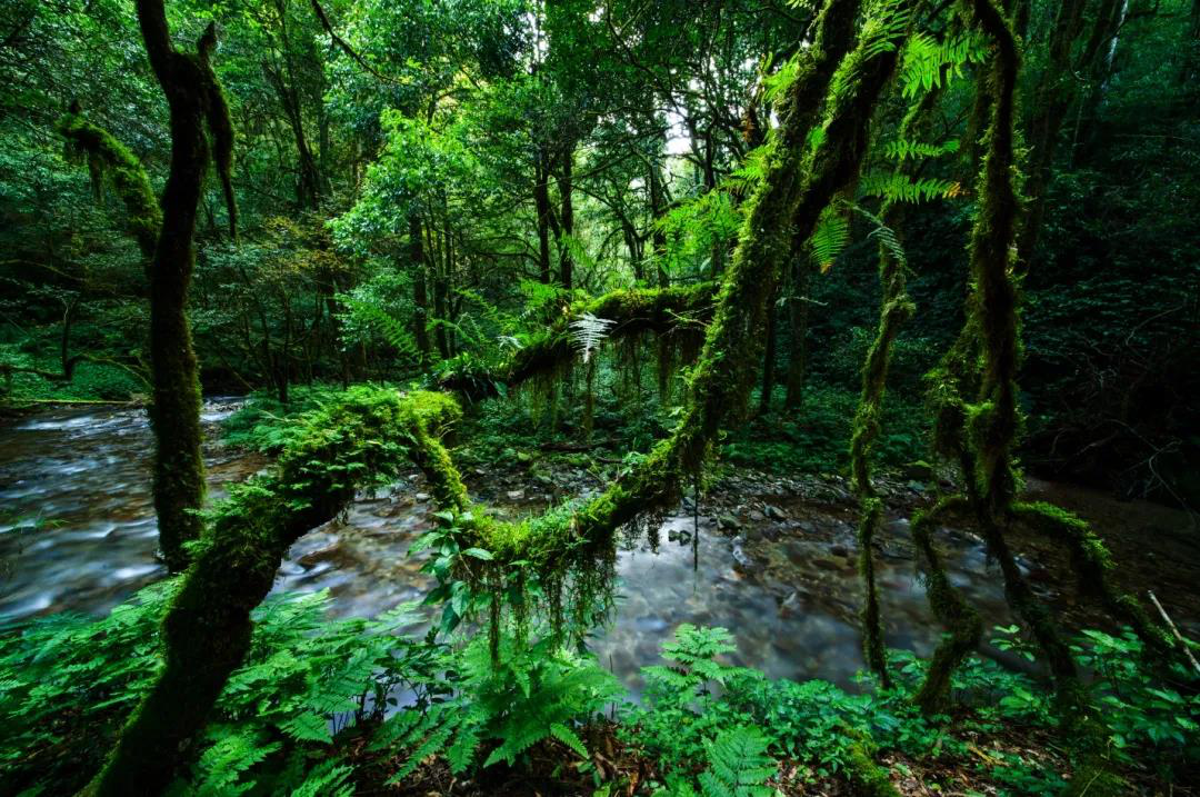 祝贺！普洱市思茅区入选首批国家森林康养基地名单！