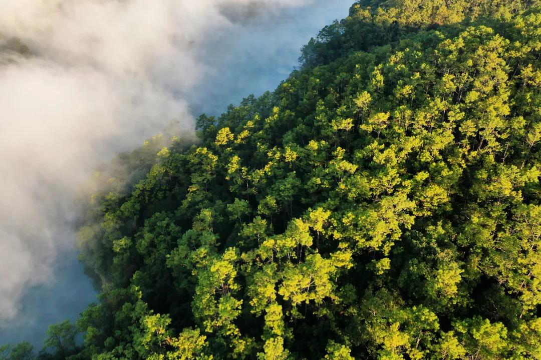 祝贺！普洱市思茅区入选首批国家森林康养基地名单！