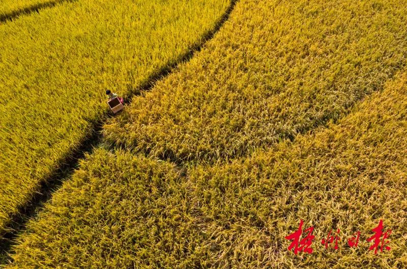 看！梧州的新农村画卷：产业兴旺、生态宜居、乡风文明、治理有效、生活富裕
