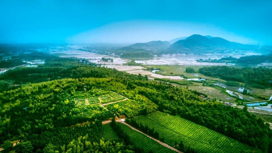 2020“一带一路”赤壁青砖茶产业发展大会盛大启幕