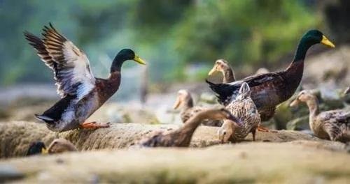 【7#楼载誉加推】1月16日桥南首府邀您一起套鸭，肥美活鸭免费带回家！