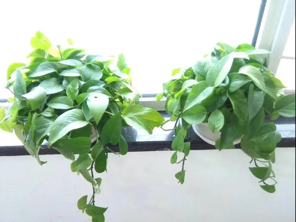 昌建·青风墅院丨送送送！全城企事业单位绿萝免费大派送！鲜氧到站！