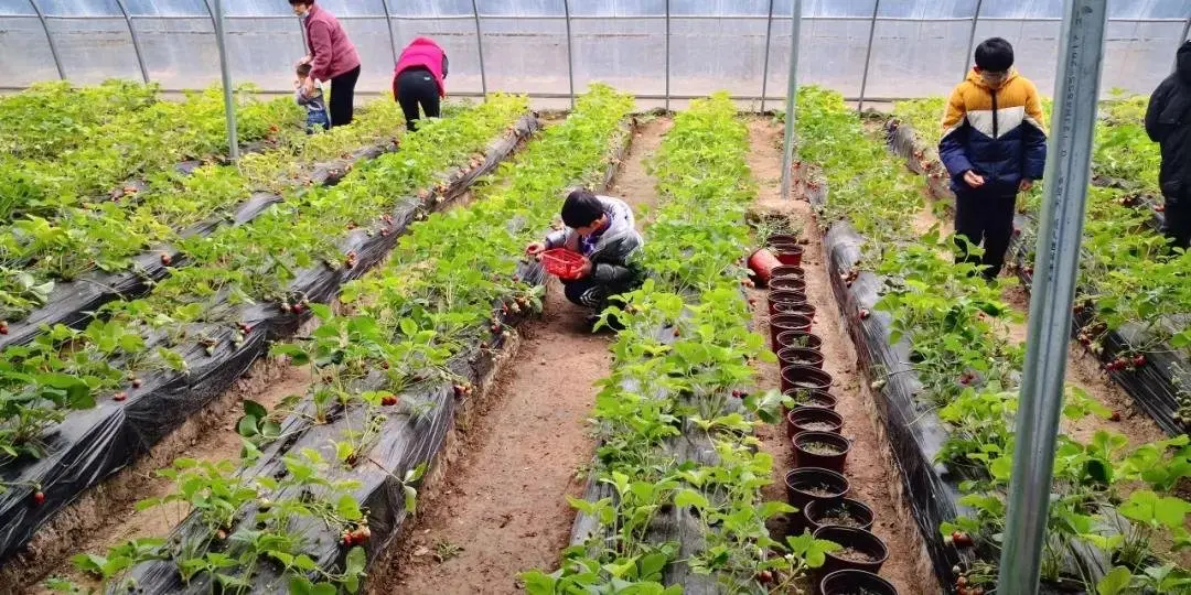 “莓好时光 幸福有你| 昌建·青风墅院感恩老业主草莓采摘活动温暖落幕！