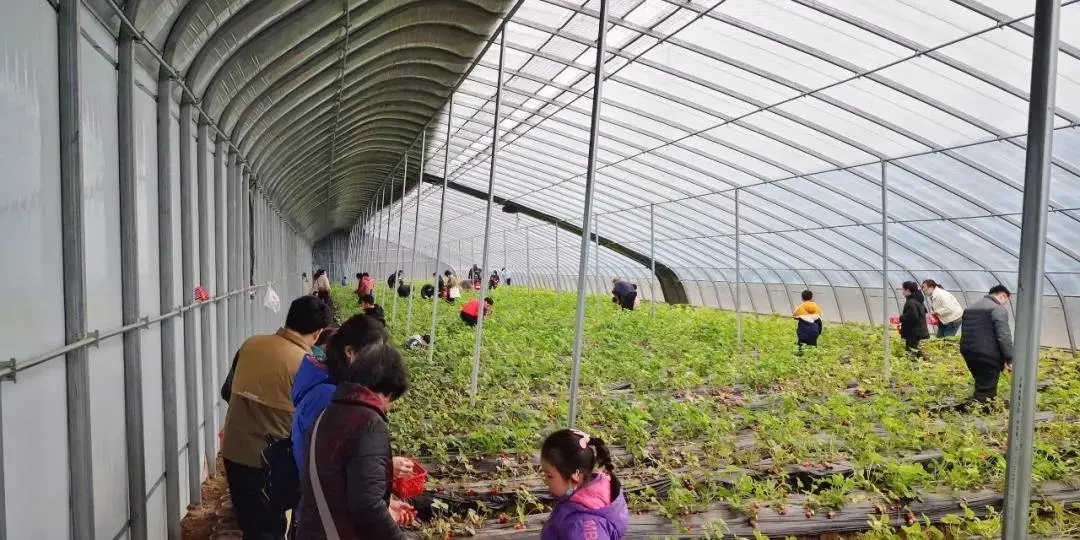 “莓好时光 幸福有你| 昌建·青风墅院感恩老业主草莓采摘活动温暖落幕！