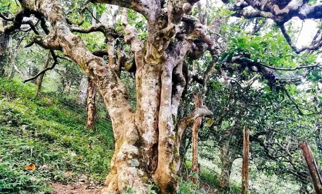 绿城·春江明月生活谈 | 煮一壶时光，品至味清欢