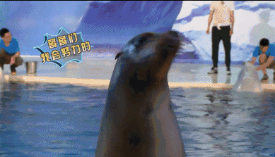 中天星悦湾‘企鹅来了’第二届海洋嘉年华7月17日开幕，赠票进行中