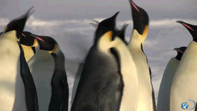 中天星悦湾‘企鹅来了’第二届海洋嘉年华7月17日开幕，赠票进行中
