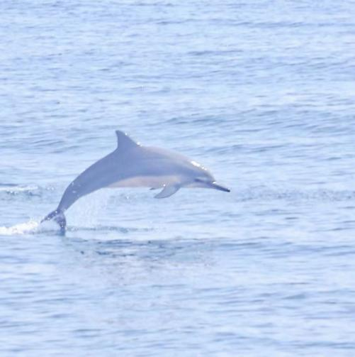 夏季限量快乐放送：宇宙可爱的“小海豚”要被发现啦