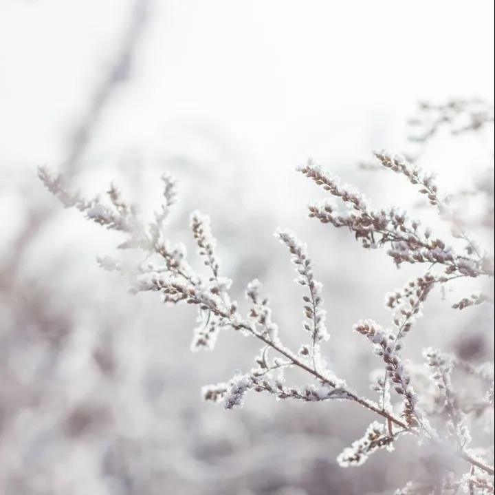 君汇·活力城 | 【小雪】时光缱绻赏冬雪，岁月安好度年华