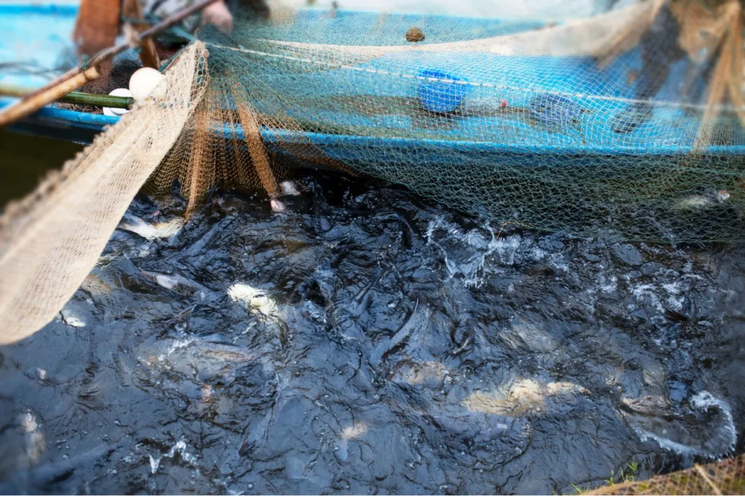 收获满满|2022年东亚·白云湖首届业主渔获节圆满收官！