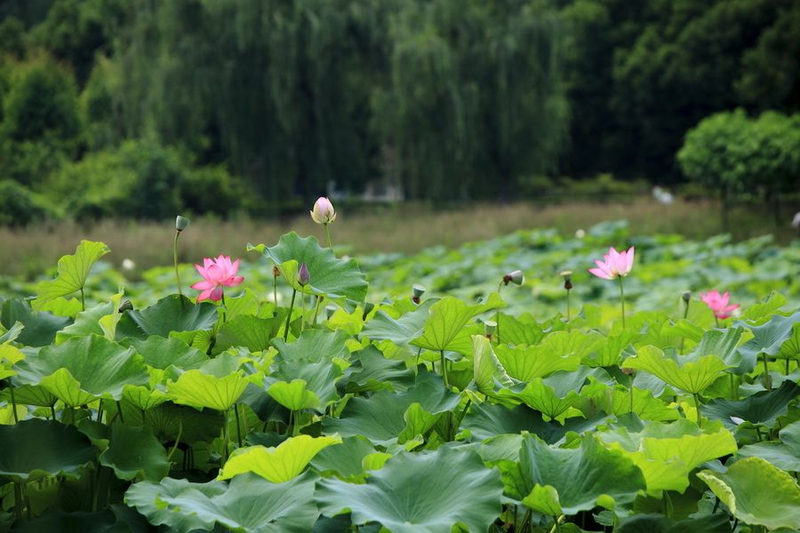虎年必打卡！广安最美景观示范区——蓝城·桃李湖滨美好生活体验园