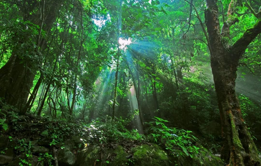勐巴拉“5S生命养护中心”之生态瑜伽馆 | 让生命在雨林中共鸣